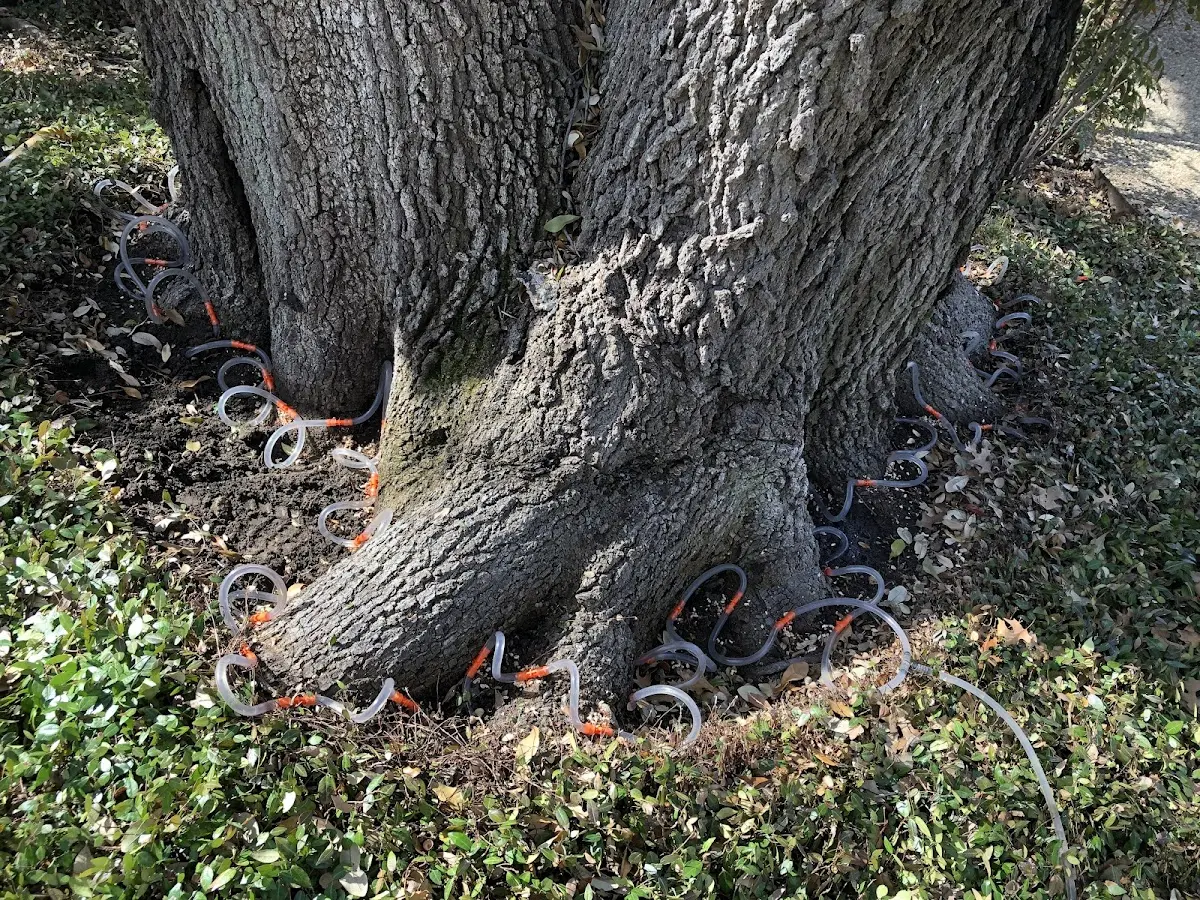 Detailed Tree Cabling and Bracing job site in Yarmouth